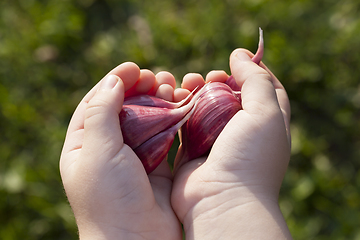 Image showing child holds garlic