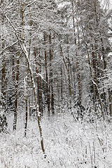 Image showing Snow drifts in winter