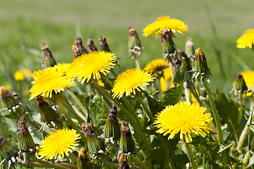 Image showing yellow dandelions