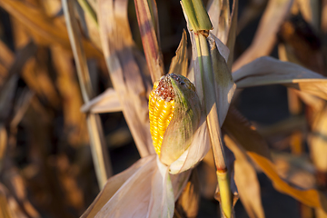 Image showing Mature maize