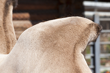 Image showing hump of a camel