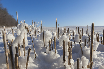 Image showing Snow covered field