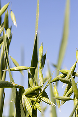 Image showing beautiful young ear of oat