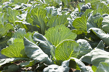 Image showing green cabbage