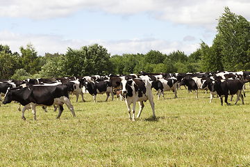 Image showing pastures of a cow