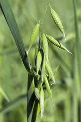 Image showing ear of oat