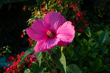 Image showing beautiful Swamp Rose Mallow flower