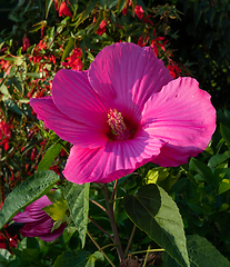Image showing beautiful Swamp Rose Mallow flower