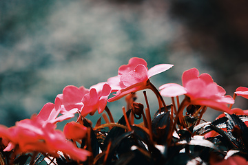 Image showing Pink New Guinea Impatiens