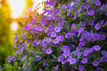 Image showing blooming tree Blue Potato Bush