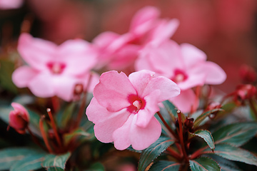 Image showing Pink New Guinea Impatiens