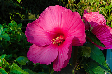 Image showing beautiful Swamp Rose Mallow flower