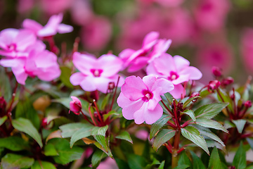 Image showing Pink New Guinea Impatiens