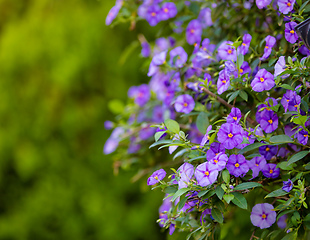 Image showing blooming tree Blue Potato Bush