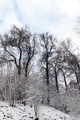 Image showing trees covered with snow