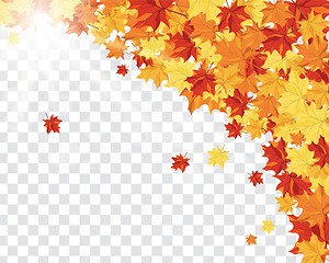 Image showing Maple leaves on transparency grid