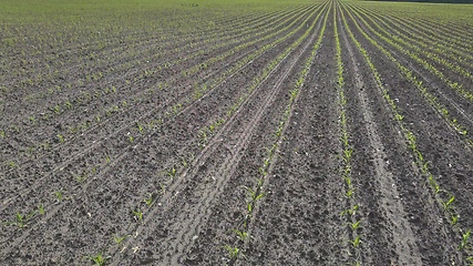 Image showing Seedling corn in the season when it rains. Farmers have planted