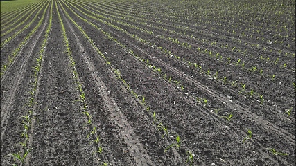 Image showing Seedling corn in the season when it rains. Farmers have planted