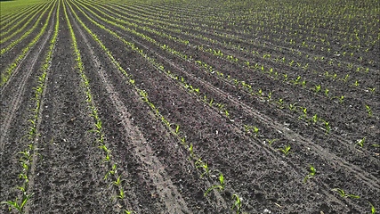 Image showing Seedling corn in the season when it rains. Farmers have planted