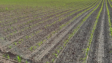 Image showing Seedling corn in the season when it rains. Farmers have planted