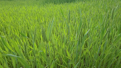 Image showing Ripening ears of meadow wheat field. Rich harvest Concept. Slow motion Wheat field. Ears of green wheat close up. Beautiful Nature, Rural Scenery.