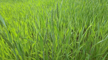 Image showing Ripening ears of meadow wheat field. Rich harvest Concept. Slow motion Wheat field. Ears of green wheat close up. Beautiful Nature, Rural Scenery.