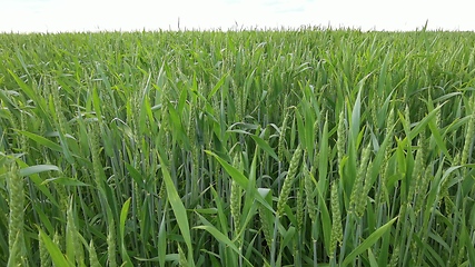 Image showing Ripening ears of meadow wheat field. Rich harvest Concept. Slow motion Wheat field. Ears of green wheat close up. Beautiful Nature, Rural Scenery.