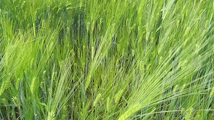 Image showing green field of beautiful summer rye barley and wheat for green industry. barley spikelets sway in the wind.