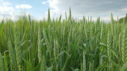 Image showing Ripening ears of meadow wheat field. Rich harvest Concept. Slow motion Wheat field. Ears of green wheat close up. Beautiful Nature, Rural Scenery.