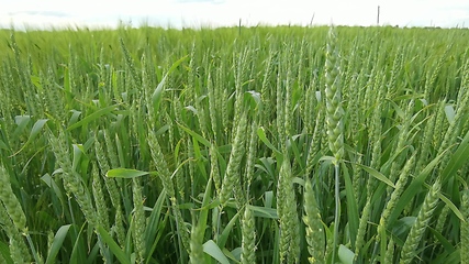 Image showing Ripening ears of meadow wheat field. Rich harvest Concept. Slow motion Wheat field. Ears of green wheat close up. Beautiful Nature, Rural Scenery.