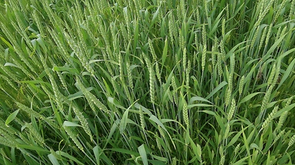 Image showing Ripening ears of meadow wheat field. Rich harvest Concept. Slow motion Wheat field. Ears of green wheat close up. Beautiful Nature, Rural Scenery.