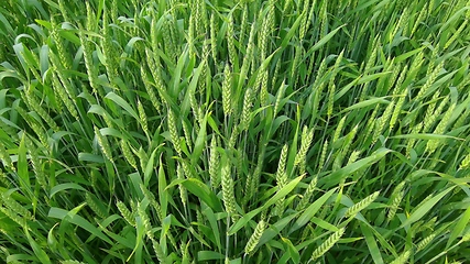 Image showing Ripening ears of meadow wheat field. Rich harvest Concept. Slow motion Wheat field. Ears of green wheat close up. Beautiful Nature, Rural Scenery.