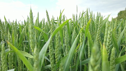 Image showing Ripening ears of meadow wheat field. Rich harvest Concept. Slow motion Wheat field. Ears of green wheat close up. Beautiful Nature, Rural Scenery.