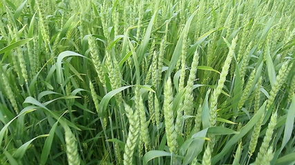 Image showing Ripening ears of meadow wheat field. Rich harvest Concept. Slow motion Wheat field. Ears of green wheat close up. Beautiful Nature, Rural Scenery.