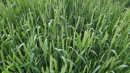 Image showing Ripening ears of meadow wheat field. Rich harvest Concept. Slow motion Wheat field. Ears of green wheat close up. Beautiful Nature, Rural Scenery.