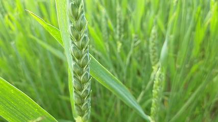 Image showing Fresh green wheat field during summer day