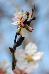 Image showing almond tree bud and flower