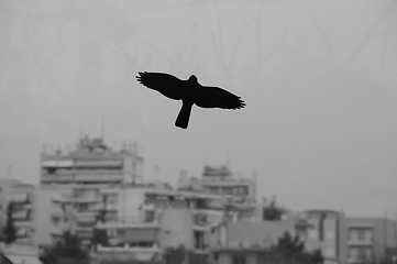 Image showing black bird flying over moody city sky