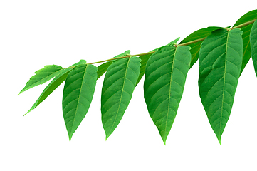 Image showing tree branch green leaves