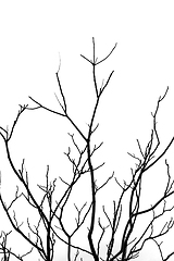 Image showing leafless tree branches