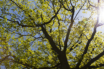 Image showing crown of oak