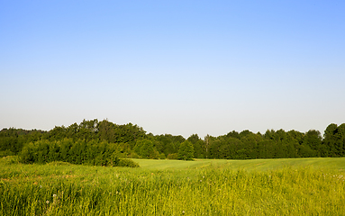 Image showing forest and individual trees