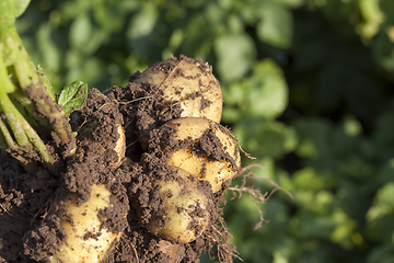 Image showing yellow starch potatoes