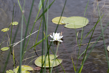 Image showing beautiful white flowers