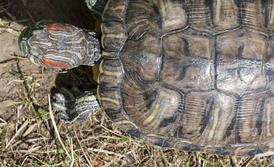 Image showing red-bellied turtle