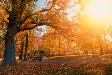 Image showing autumn in park in fall season