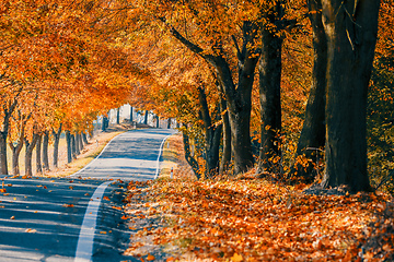 Image showing beautiful trees on alley in autumn