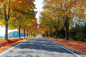 Image showing beautiful trees on alley in autumn