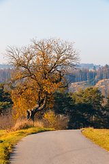 Image showing beautiful trees on alley in autumn