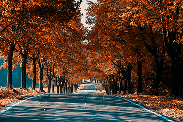 Image showing beautiful trees on alley in autumn